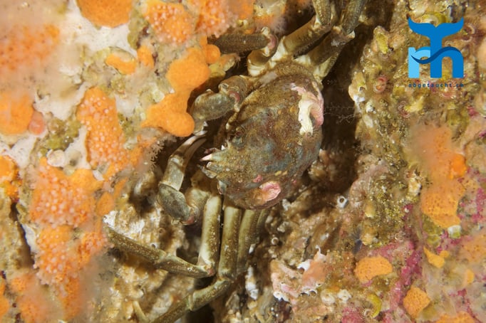  Diese Krabbenart ist häufig in der Totemannhand-Koralle anzutreffen © Robert Hansen