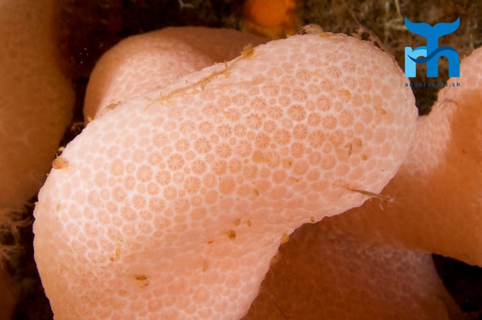  Weichkoralle mit Flohkrebsen und Gespensterkrebsen © www.roberthansen.ch