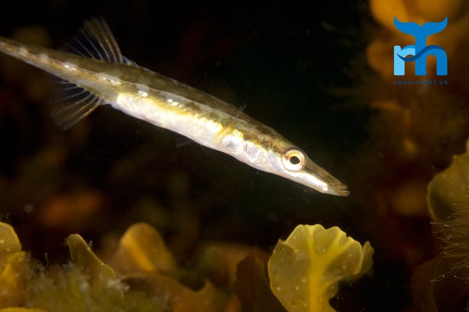  Seestichling in Untiefen unterwegs © Robert Hansen