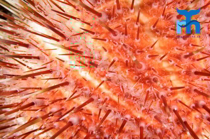  Spitzige Stacheln des Seeigels © www.roberthansen.ch