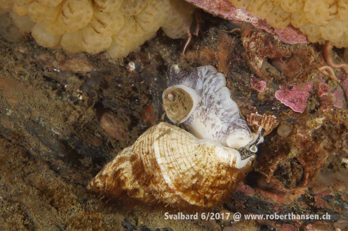  Schnecke wagt sich weit aus dem Haus © Robert Hansen