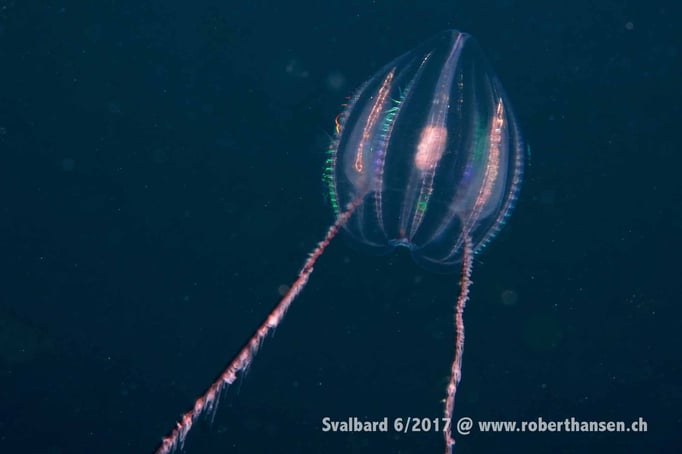  Qualle auf Beutezug © Robert Hansen