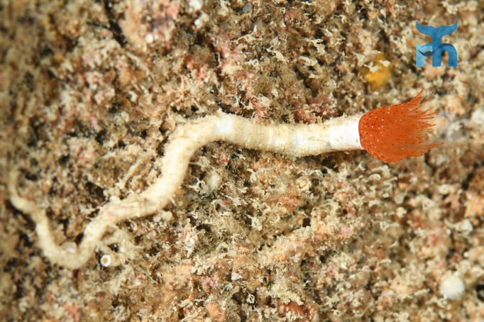  Der Röhrenwurm an der Steilwand kann seine Fangarme blitzschnell zurückziehen © Robert Hansen