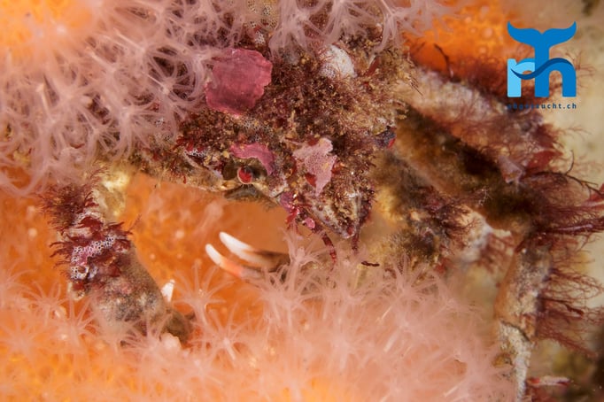  Ob sich in den Tentakeln der Totemannshand etwas Fressbares findet? © Robert Hansen 