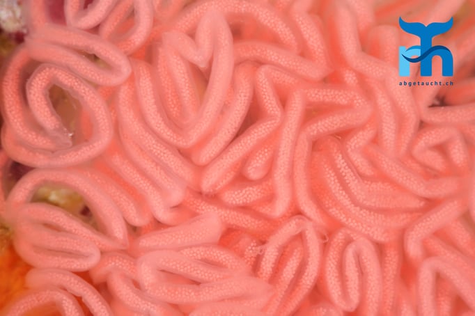  Eierbündel der Korallenschnecke (tritonia hombergi) kleben am Fels © Robert Hansen