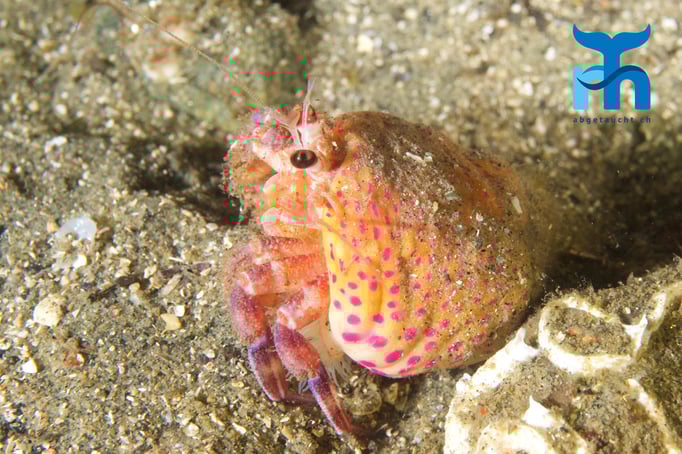  Einsiedlerkrebs im Farbgewand in Symbiose mit einer Anemone © www.roberthansen.ch