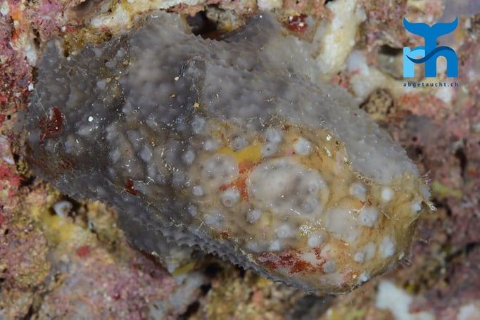  Ein Schwamm überzieht einen Stein © Robert Hansen, Gozo Oktober 2015