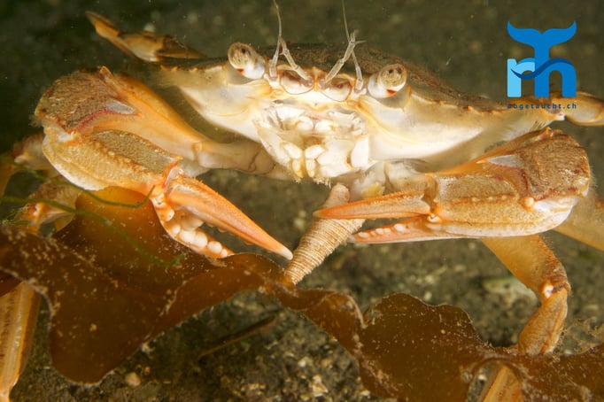  Krabbe sucht in Schneckenhaus nach Nahrung © Robert Hansen