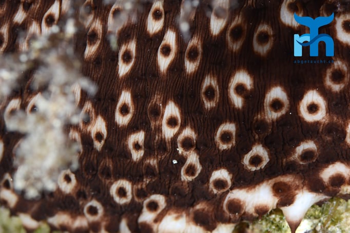  Auch Seegurken können schön sein © Robert Hansen, Gozo Oktober 2015