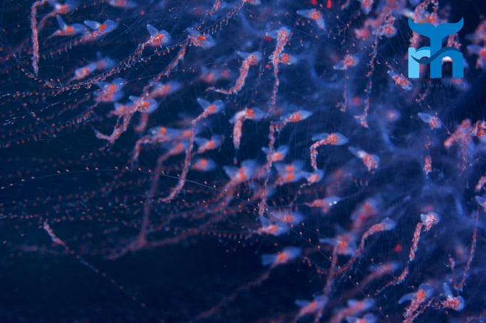  Tentakel einer Forskals Staatsqualle © Robert Hansen, April 2016