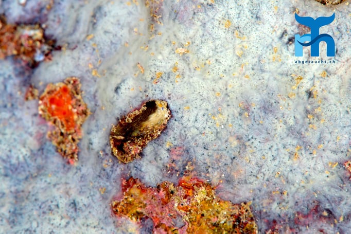  Auf jedem Winkel der Steilwand ist Leben © Robert Hansen, Gozo Oktober 2015