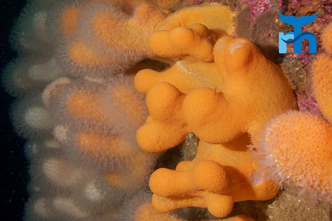  Tote Mannshand an der Steilwand © www.roberthansen.ch