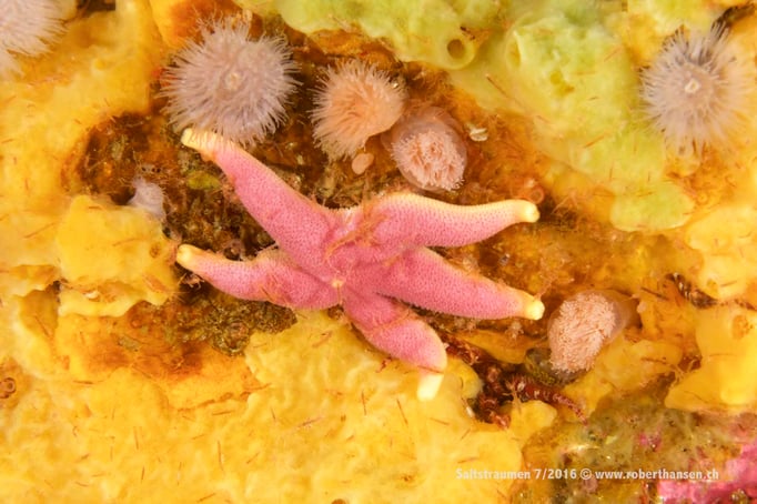  Seestern zwischen Schwämmen © Robert Hansen