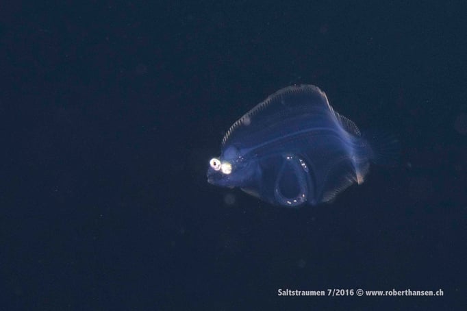  Eine noch transparente Flunder, juvenil aufrecht schwimmend und die Augen beidseitig des Körpers © Robert Hansen