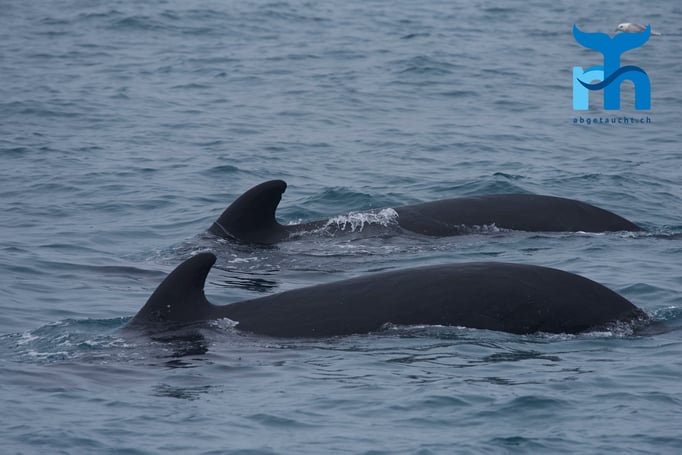  Die zwei Pilotwale gehören zu einer Gruppe von über 50 Tieren © Robert Hansen