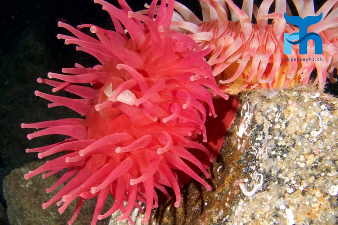  Farbenprächtige Anemonen © www.roberthansen.ch