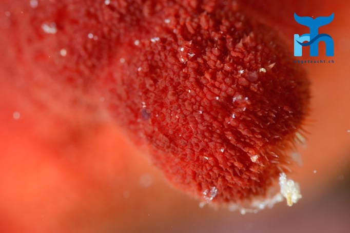  Auslassöffnung einer Seescheide © Robert Hansen, Gozo Oktober 2015