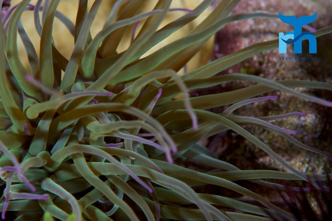  Wachsanemone im Flachwasserbereich © Robert Hansen, April 2016