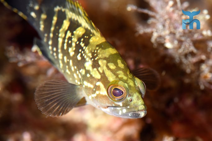  Junger brauner Zackenbarsch (Epinephelus marginatus) © Robert Hansen