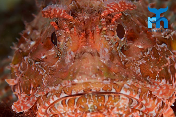  Grosser Drachenkopf © Robert Hansen, April 2016