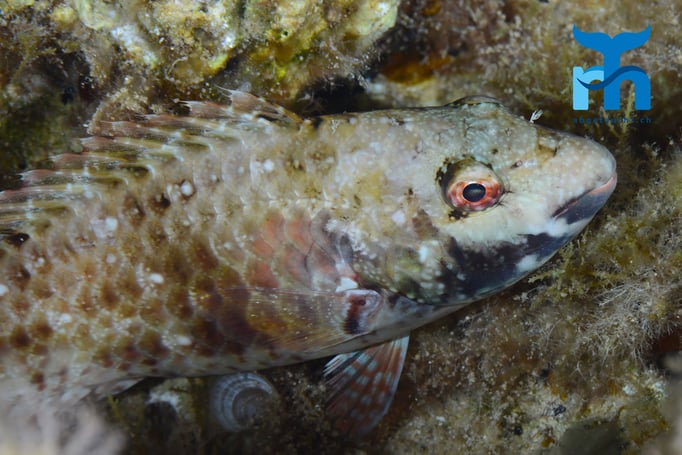  Ein Fisch im Nachgewand © Robert Hansen, Gozo Oktober 2015