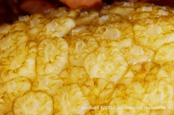  Schwamm © Robert Hansen