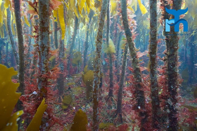  Mystischer Kelpwald © www.roberthansen.ch