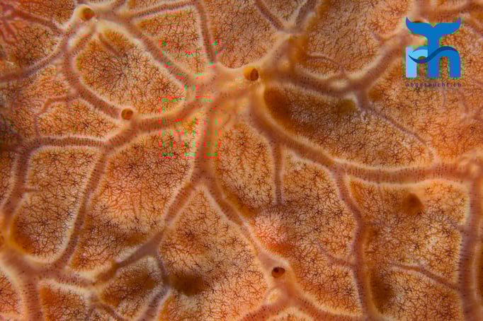  Schwamm mit feinen Verästelungen © Robert Hansen, April 2016