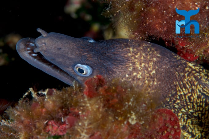  Muräne auf der Jagd © Robert Hansen, April 2016