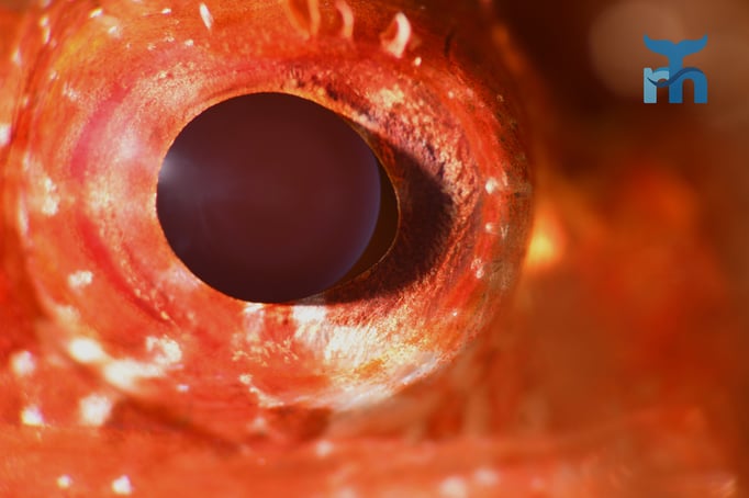  Das Auge eines Kleinen Roten Drachenkopfes (Scorpaena notata) © Robert Hansen