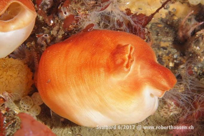  Seescheide © Robert Hansen