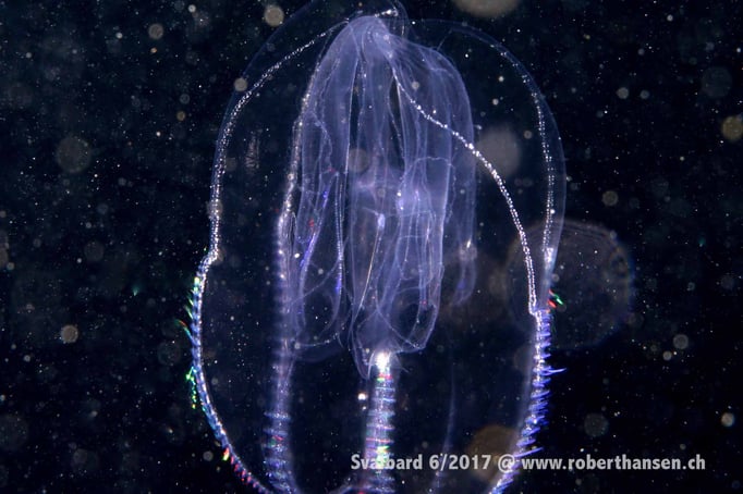  Rippenqualle © Robert Hansen