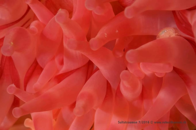  Tentkakel einer Anemone © Robert Hansen
