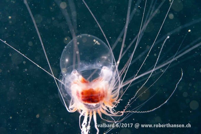  Rippenqualle auf Beutezug © Robert Hansen