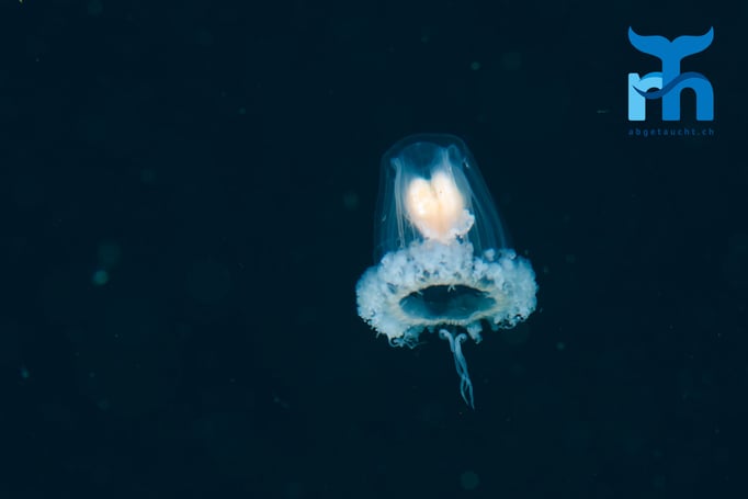  Fingernagelgrosse Qualle © Robert Hansen, April 2016