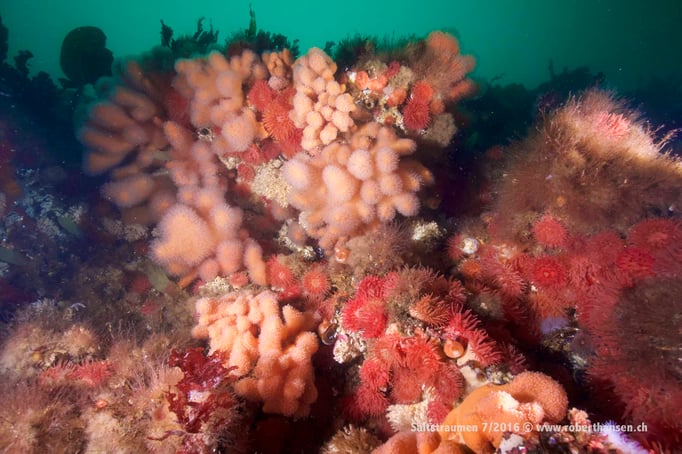  Blick nach oben aus 20 Metern Tiefe © Robert Hansen