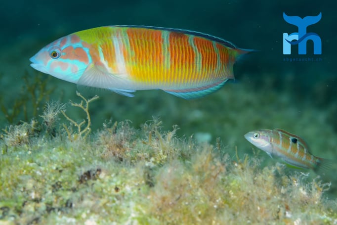  Der Papageinefisch sucht nach dem nächsgten Leckerbissen © Robert Hansen, Gozo Oktober 2015
