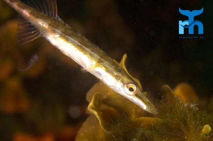 Ein Seestichling sucht nach Klienstgetier © Robert Hansen