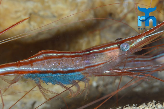  Im Bauch der Garnele wächst Nachwuchs heran © Robert Hansen, Gozo Oktober 2015