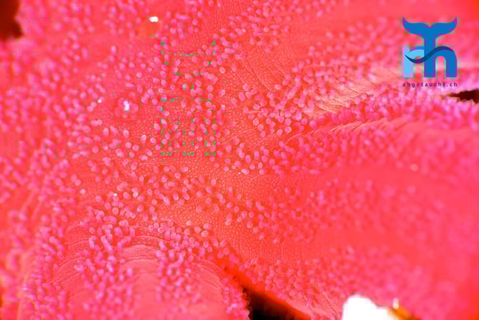  Einem Seestern ganz nahe gerückt © Robert Hansen, Gozo Oktober 2015