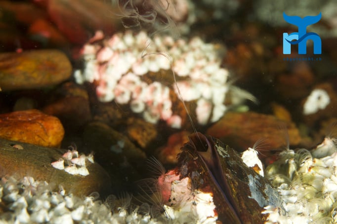 Miesmuscheln bei der Fortpflanzung © Robert Hansen