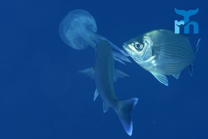  Das Grosse Fressen. Die nesselnden Tentakel der Kompassqualle sind eingezogen © Robert Hansen, Gozo Oktober 2015