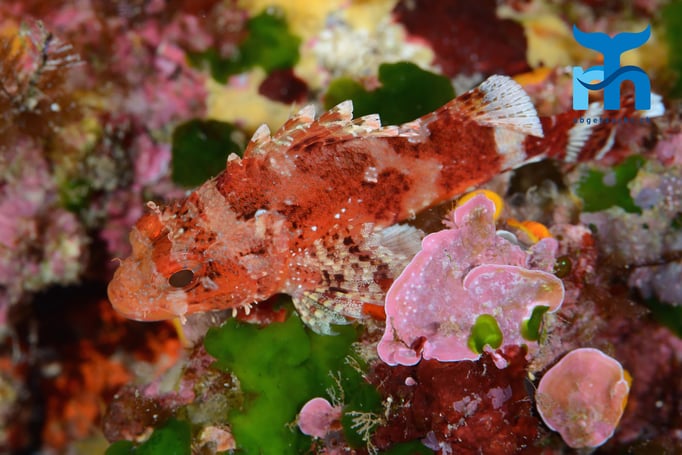  Skorionfische vertrauen auf ihre perfekte Tarnung und bleiben reglos © Robert Hansen, Gozo Oktober 2015