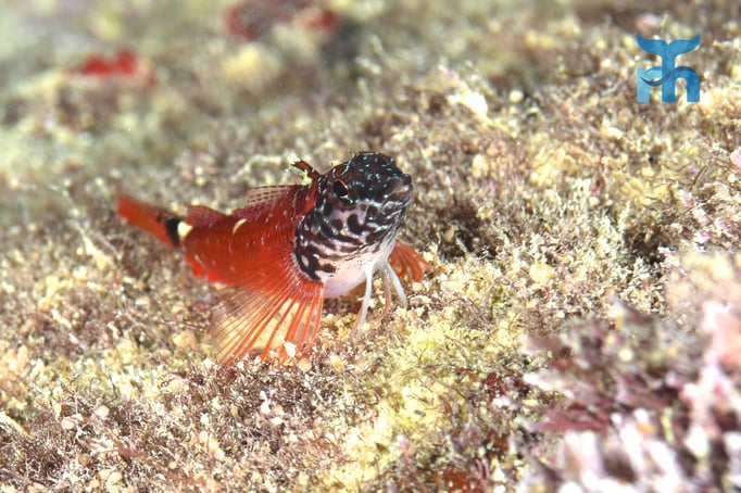  Zwergspitzkopf-Schleimfisch (Tripterygion melanunus) in der Grotte © Robert Hansen