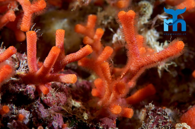  Falsche Schmuckkoralle mit feinsten Tentakeln © Robert Hansen, April 2016