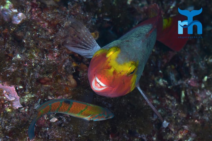  Ein Papageinefisch lächslt in die Kamera © Robert Hansen, Gozo Oktober 2015