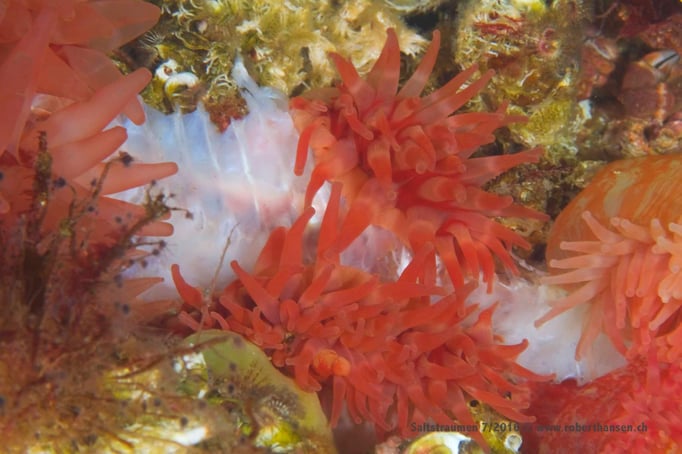  Anemonen verspeisen einen Fisch © Robert Hansen