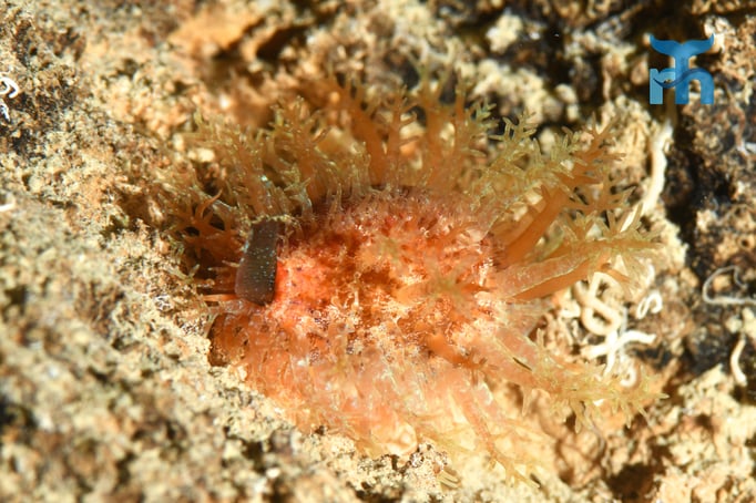  Eine Nacktschnecke, aber was für eine? Hinweise willkommen © Robert Hansen