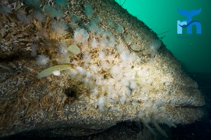  Wer sieht das Fischgesicht? Bewachsene Steilwand © www.roberthansen.ch