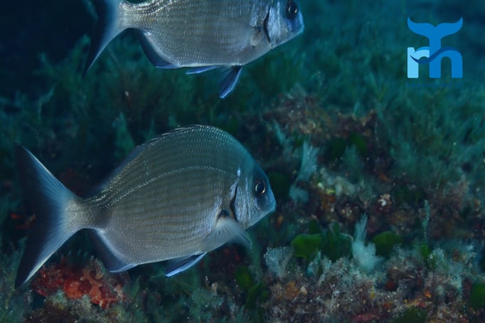  Bedächtiges Schwimmen antlang der Steilwand in 20 Metern Tiefe © Robert Hansen, Gozo Oktober 2015